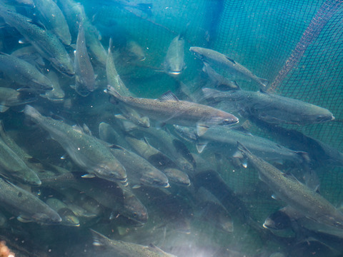 つきみいくら×本桜鱒（お刺身用）セット【つきみいくら100g＆本桜鱒（お刺身用）250g】