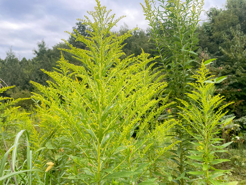 【当日採取でお届け】薬草 農薬不使用 セイタカアワダチソウ 2パック