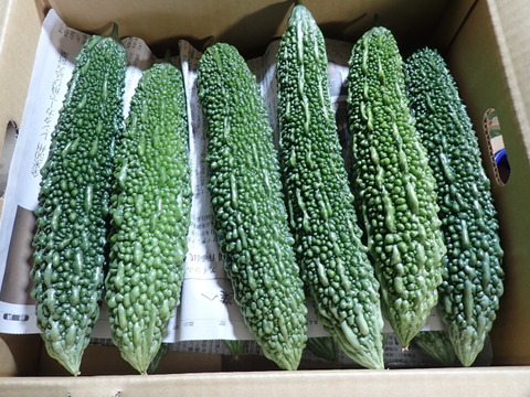 【 化学農薬不使用 】赤城のゴーヤ・すっきり苦みと瑞々しさ（20本・約5.6kg）