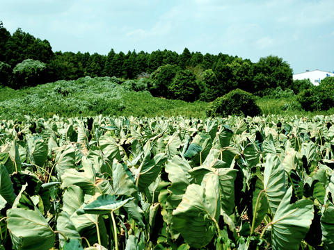 【今が旬】絶品！ねっとりなめらか舌触り！ 千葉県産 里芋「土垂」１ｋｇ