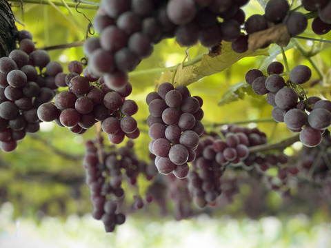 信州育ちの中粒ブドウ＜レッドナイアガラ＞1kg [Rn2]