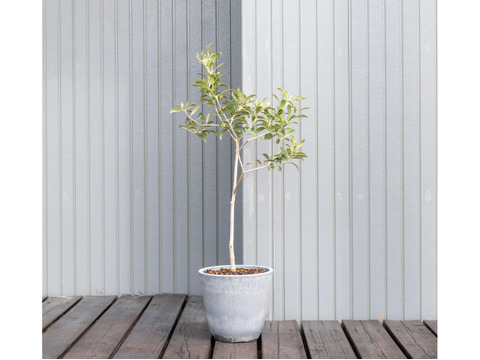 ✨ツワブキ 苗 6株 根付き✨抜き苗 山野草 無農薬 煮物がおいしいよ～