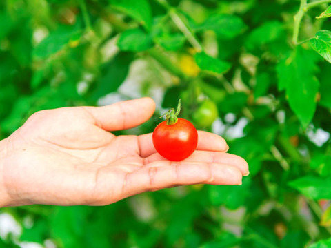 贈答用♪　島根県江津市産☆　　スパルタ生まれの笑ちゃん（１ｋｇバラ入り）　熨斗対応可能