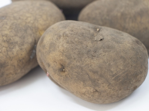 フライドポテトにぴったり！優しいお芋の風味とホクホク＆ねっとり感・ホッカイコガネ（合計5キロ）