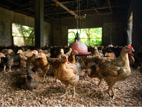 使いやすい！ムネ肉小分けパック（2枚×4）