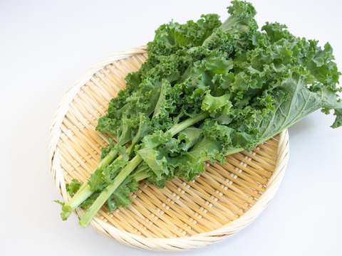 【京都産ケール】　オーダーからの収穫！　1kg