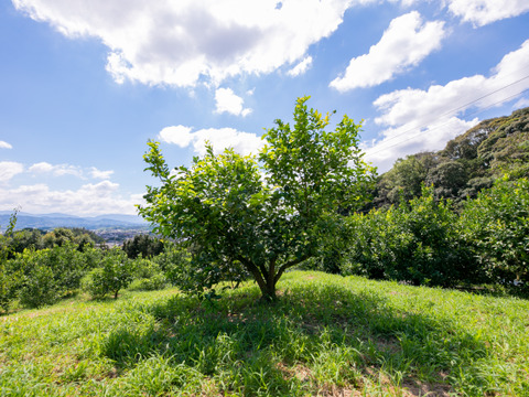 【自然栽培　甘夏みかん】5㎏箱詰-農薬不使用/無肥料/無除草剤-