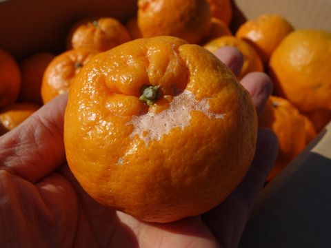 【甘いけど傷もの。訳あって家庭用】びわ屋のポンカン（千々ポンカン）5㎏でお届け