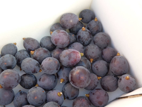 【食べる喜び・贈る喜び】★数量限定・ご家庭用★粒々巨峰　1kg