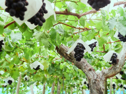 『シャインマスカット・高尾』約４キロ(６～８房)
　濃厚×爽やか、甘さの芸術。極上ぶどうの二重奏