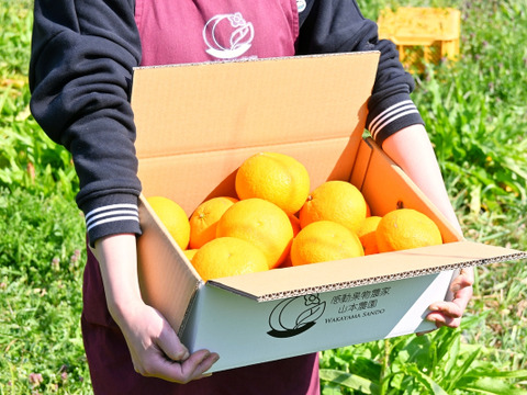 ３月末発送 甘夏【さわやか】甘酸っぱさとちょいほろ苦！和歌山産 約4.5kg 15個前後