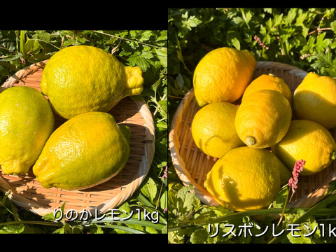 [自然栽培]レモン2種食べ比べセット(2kg)りのか、リスボン 農薬不使用
