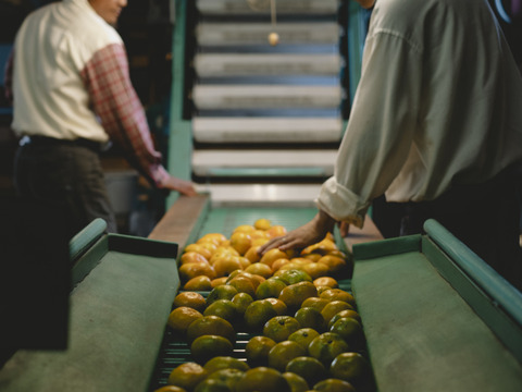 【訳ありだけど美味しさそのまま】 温州みかん 10kg 愛媛県川上産