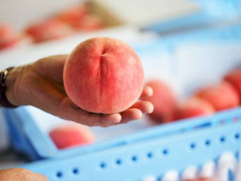 《完熟 昂紀（こうき）1.5kg程度》甘さと果汁あふれる早生の優良希少品種