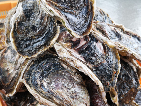 【夏季限定】北海道奥尻産 厳選岩牡蠣｢奥伎｣(10個入り) 焼いてよし！蒸してよし！生でもよし！ 4年もの！北海道でも珍しい養殖岩牡蠣を食べよう！