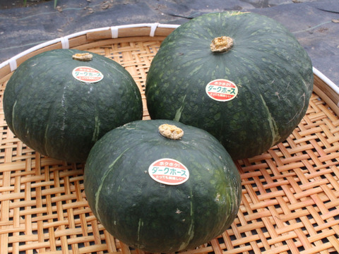 かぼちゃ『ダークホース』4〜5玉（約10～11Kg）ホクホク甘くて美味しい