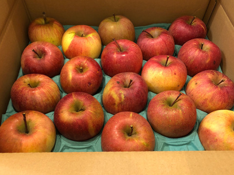 【家庭用小玉】サンふじ 約10kg 36-56玉 お得な大容量サイズ！りんごは日持ちするからまとめ買いがお得 超定番のりんごの王様 1月発送 長野県産#NAF0B100