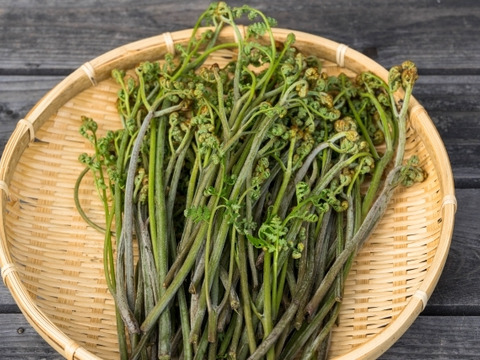 【有馬温泉の麓】兵庫県産 天然 生わらび たっぷり300g 4月下旬頃〜順次発送🚛