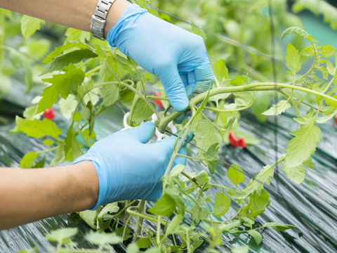 ✨新商品✨　🍅冷凍高糖度フルーツミニトマト4Kg　🔥加熱用🔥