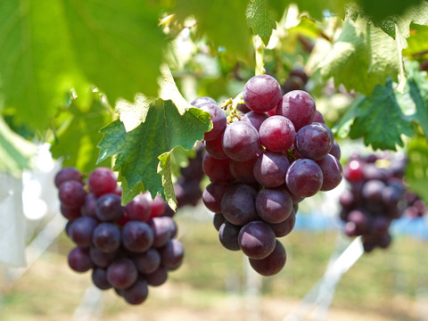 紀州有田巨峰村のとびっきり！あま～い完熟巨峰2kg(種あり4-6房)化粧箱入り