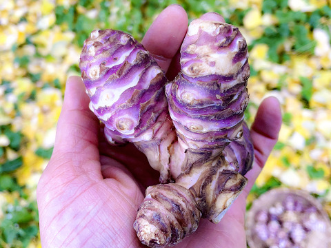 【産直 土付き】宮城県産 菊芋500g 紅菊芋 自然栽培 イヌリン 栽培中農薬不使用 赤菊芋 生きくいも 生食