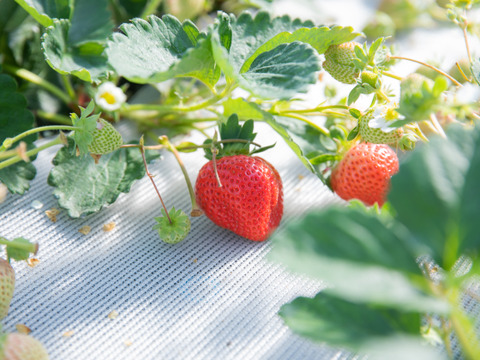 大人気！あまおう