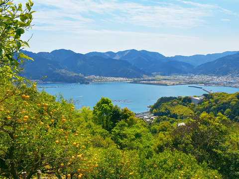 【有機JAS認証】尾鷲甘夏5kg　むいた瞬間、春が来る。