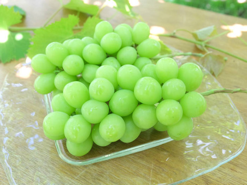 【食べる喜び・贈る喜びを感じる】シャインマスカット450g～500g　1房