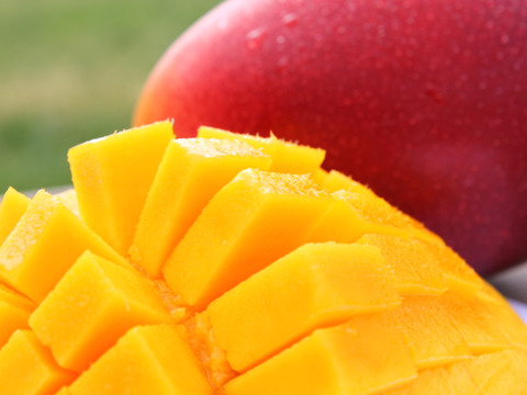 【ご自宅向け規格外品】北海道産　完熟神内マンゴー　2玉入