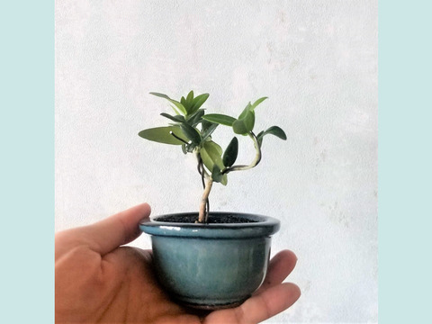 【母の日ギフトにも◎】手のひらサイズ　種から育てたオリーブミニ盆栽 （PS184）