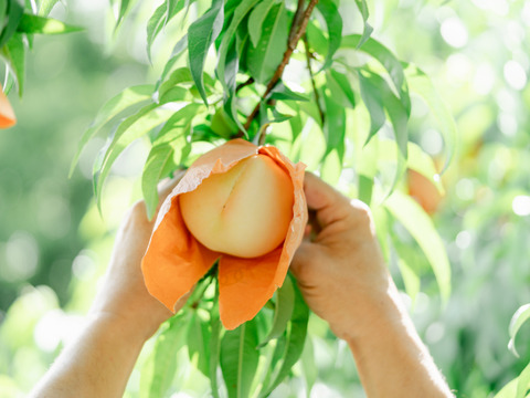 【夏ギフト:７月下旬発送・化粧箱入り】数量限定・希少品種！白桃の大トロ『おかやま夢白桃』5〜10玉（贈答用・熨斗対応)