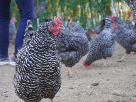 マリーエッグ30玉入り