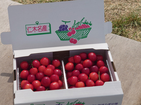 特朝採れさくらんぼ 1キロ ※売り切れたらご注文いただいてても