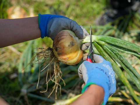 【淡玉10kg】甘くてみずみずしい！淡路島の恵みと手間ひまが詰まった新玉ねぎ