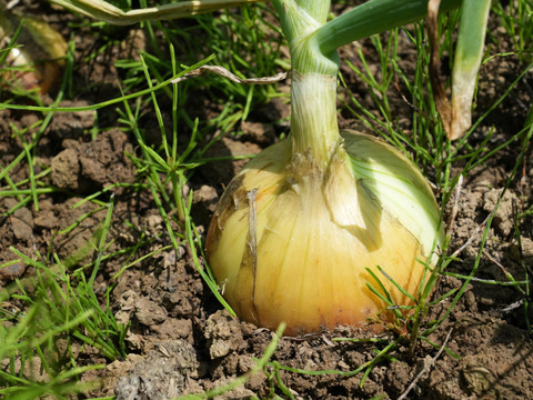 【淡玉10kg】甘くてみずみずしい！淡路島の恵みと手間ひまが詰まった新玉ねぎ