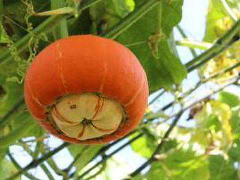 幻の奥会津金山 赤カボチャ 大玉『１個入り』3kg以上 『特選』