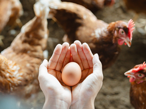 【年末特価！】国産穀物飼料で育てた平飼いたまご　M玉90個またはL玉80個
