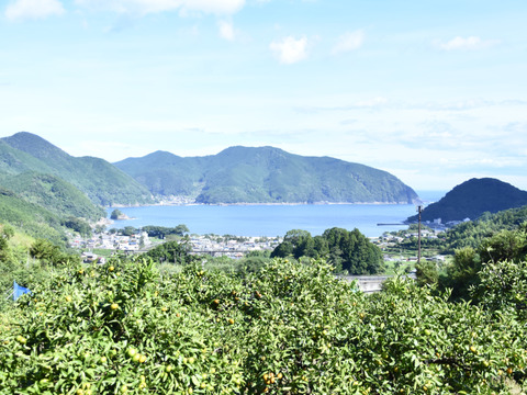 【KUMANO LEMON】リスボンレモン 3kg(18個〜24個)
⭐︎採れたて直送⭐︎