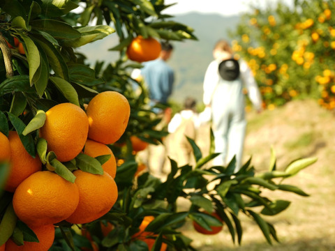 【柑橘食べ比べ】ポンカン２ｋｇ×デコ(不知火)２ｋｇ　旬の柑橘食べ比べセット！