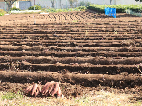 しっとり系さつまいも！舌触り滑らかなシルクスイート(箱含めて5kg)