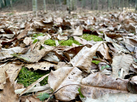 【2026年産】旬の天然タケノコ2kg（富山県氷見産 / ふるさと納税可）/ 栽培期間中、農薬・化学肥料・除草剤不使用［朝掘り採れたて発送］