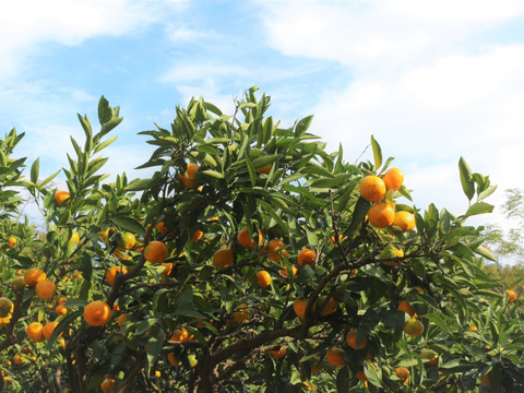 【訳あり】酸味がやみつきに！昔ながらの愛媛みかん(５㌔)(傷あり)