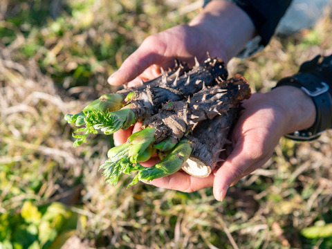 【2月21日頃から発送】タラの芽 300g (100g×3)  真ダラ 西根の森 数量限定 収穫直後の新鮮なタラの芽をお届け