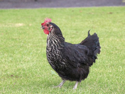 濃厚！希少品種『ネラ』の黒鶏（くろどり）の卵（50個入）