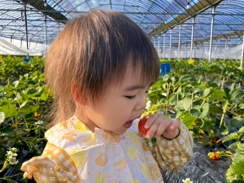 太陽のしずく -宮崎県産やよいひめ- 1箱