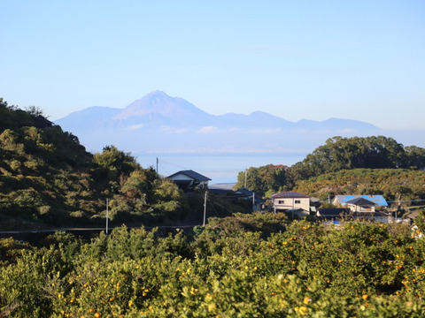 【家庭用】お買い得な自然栽培の樹上完熟　尾崎温州みかん（佐世保温州） 5.5K 　選果機不使用 にてサイズはミックスです。