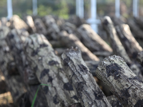 【期間限定】ジューシーで風味豊かな原木しいたけ『生』500g