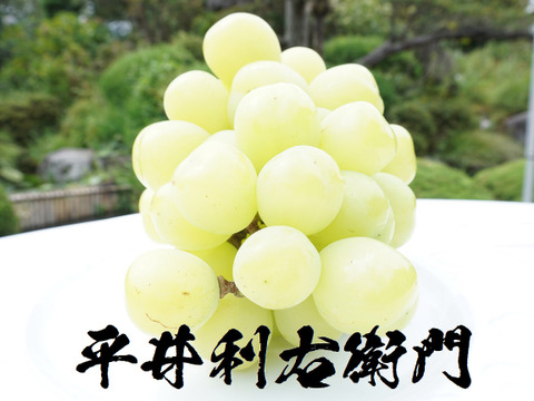 【総重量1.7kg以上！】平井利右衛門の青ぶどう(雄宝/2房(特大)