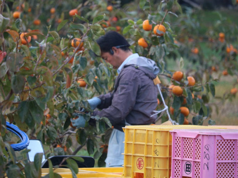太秋柿❗10玉入り2Ｌサイズ　3.5k箱
食味も食感も抜群です。
福岡県久留米市田主丸産