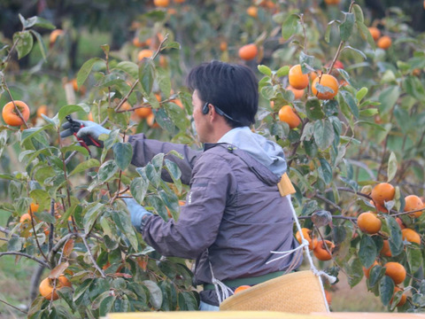太秋柿❗9玉入り3Ｌサイズ　3.5k箱
食味も食感も抜群です。
福岡県久留米市田主丸産